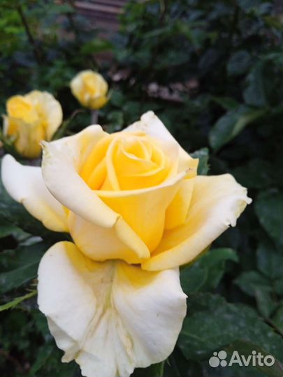 Саженцы роз