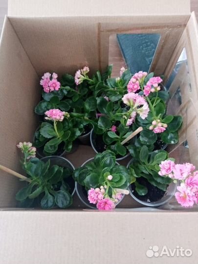 Комнатные растения цветы