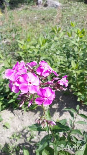 Саженцы флоксов