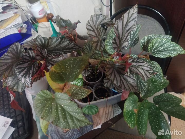 Бегонии Кейн