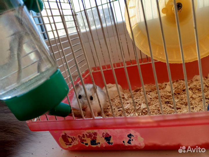 Джунгарский хомяк с клеткой