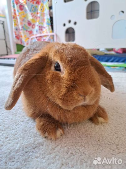 Декоративный кролик