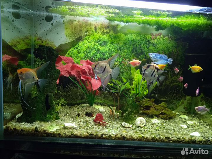 Аквариум