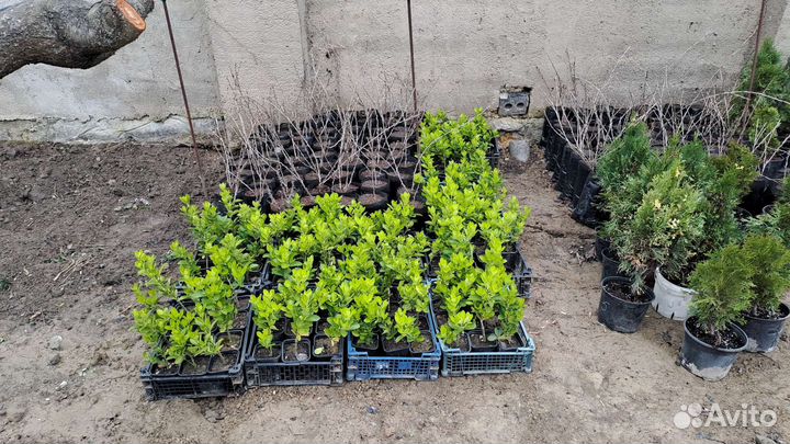 Саженцы Бересклета