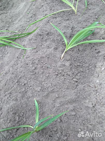 Сортовой лилейник