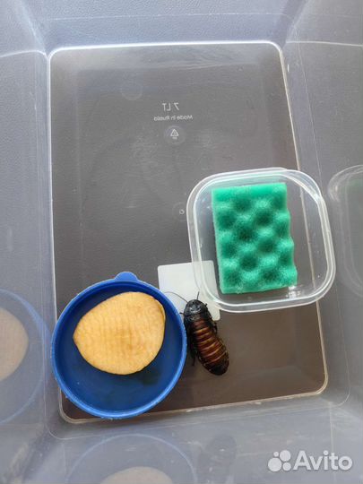 Мадагаскарский таракан