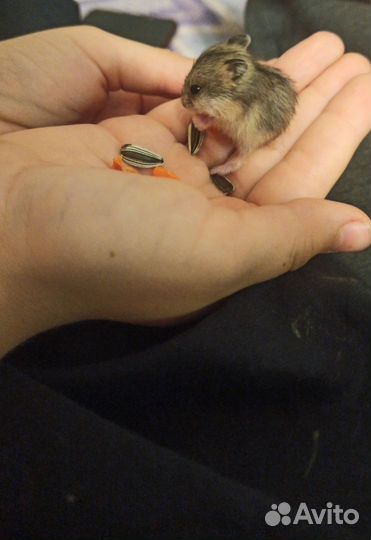 Джунгарские хомячки