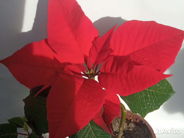 Араукария-комнатная ёлка, Пуансеттия. Хлорофитум