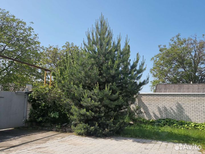 Сосна горная