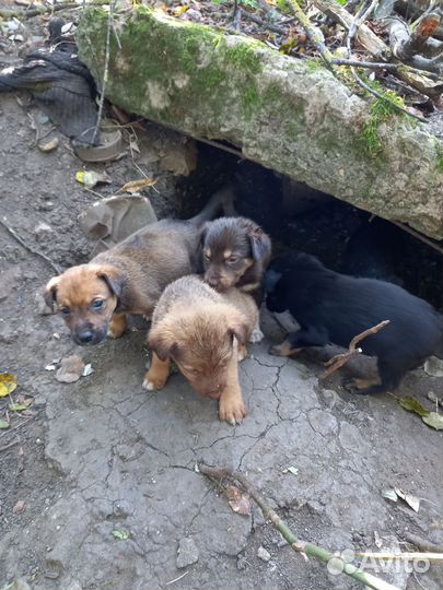 Щенки