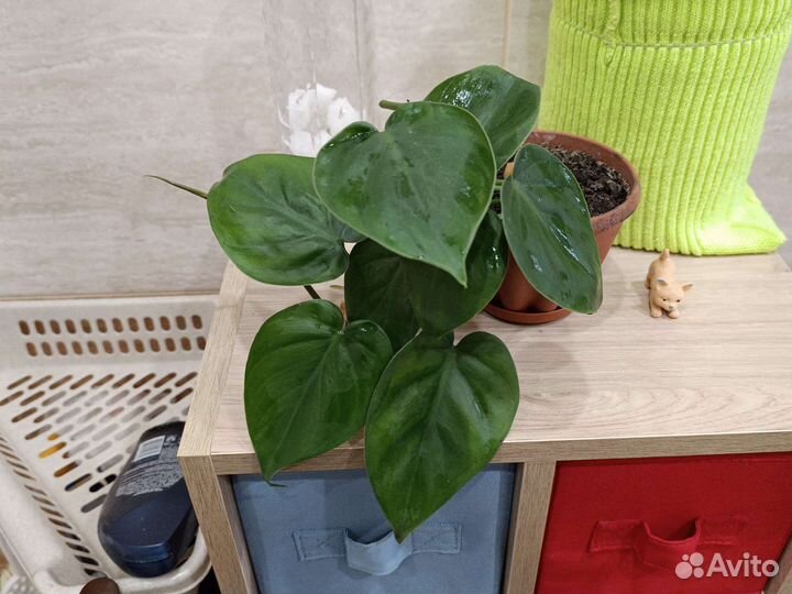 Филодендроны