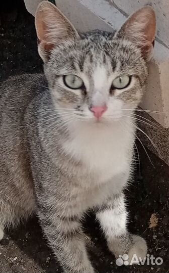 Кошечка в добрые руки