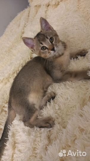 Котята Чаузи