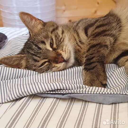 Кошечка миниатюрная стерилизована 1 год