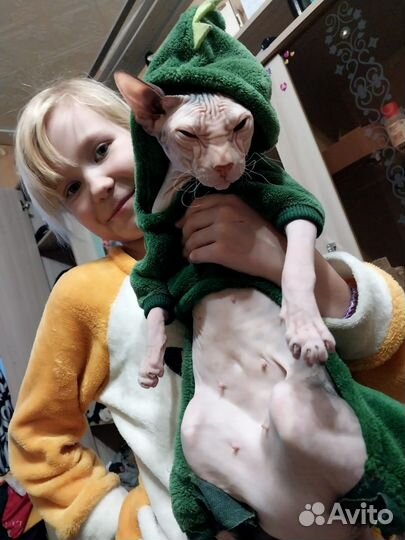 Вязка кошка донской сфинкс