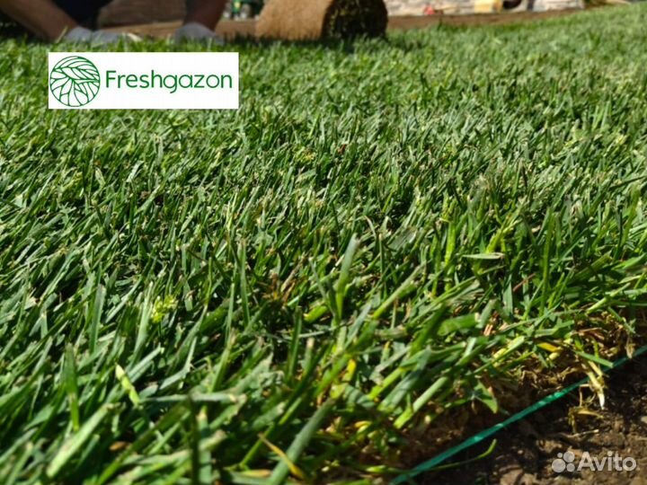 Рулонный газон укладка / доставка