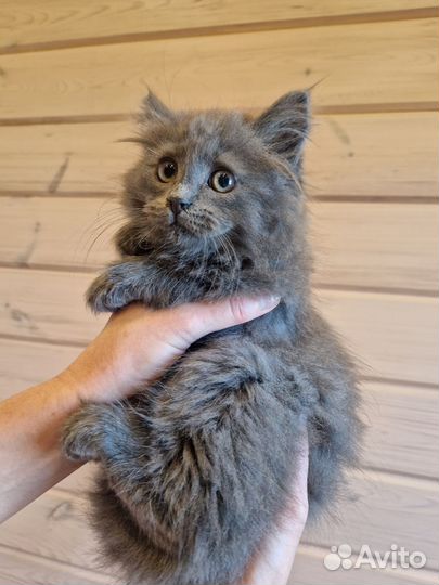 Котенок мальчик 2 месяца