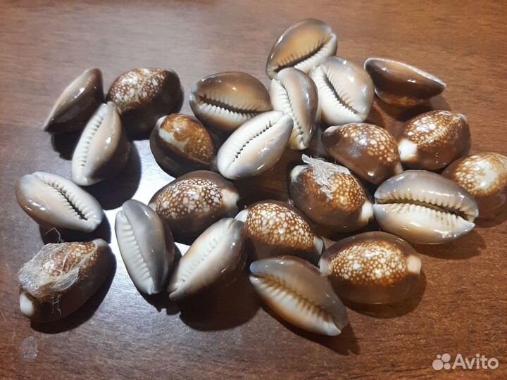 Морские ракушки раковины