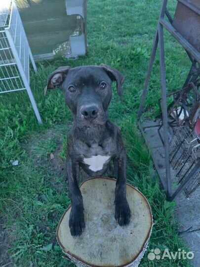 Питбуль в добрые руки