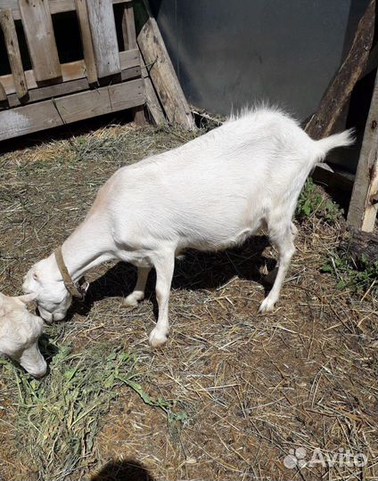 Коза ламанчи