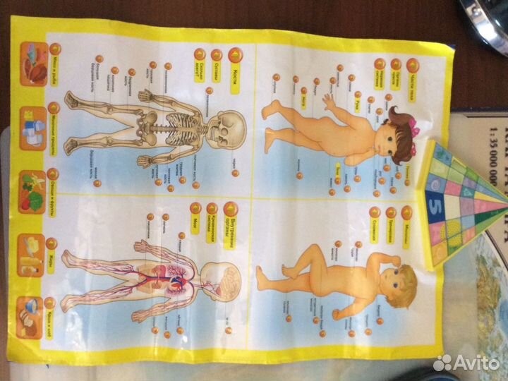 Игра «Говорящая анатомия»