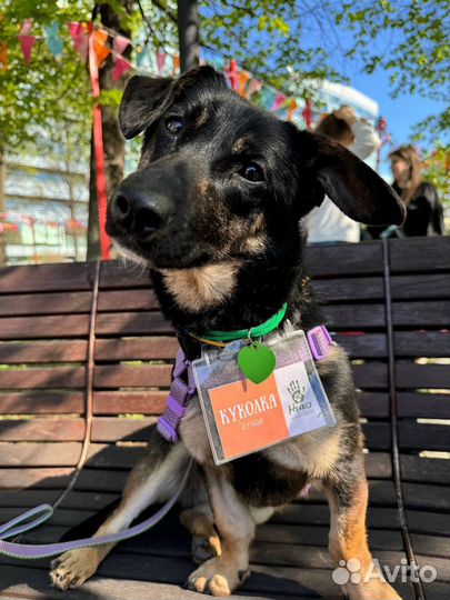 Тусенька - верный соба-друг