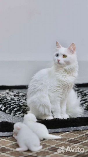 Турецкий Ван