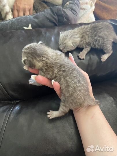 Котята отдам бесплатно