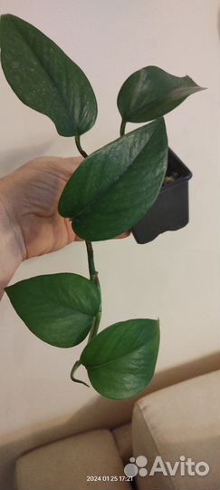 Комнатные растения альтернантера, хлорофитум и др