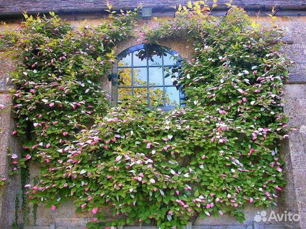 Актинидия коломикта зкс