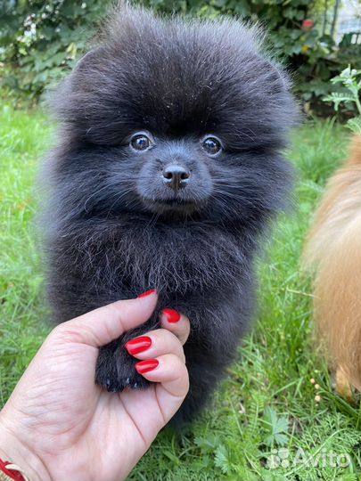 Померанский шпиц