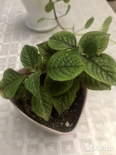 Плектрантус