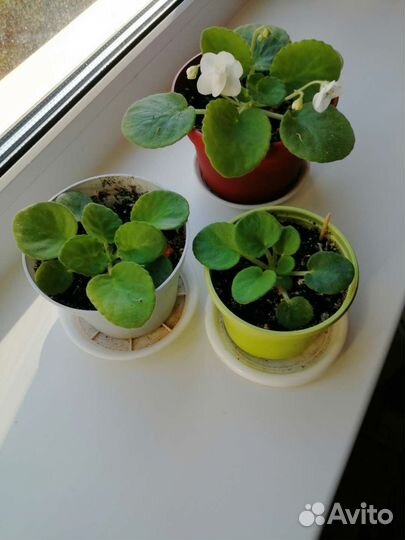 Фиалка белая