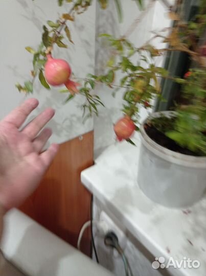 Рассада(комнатный гранат)