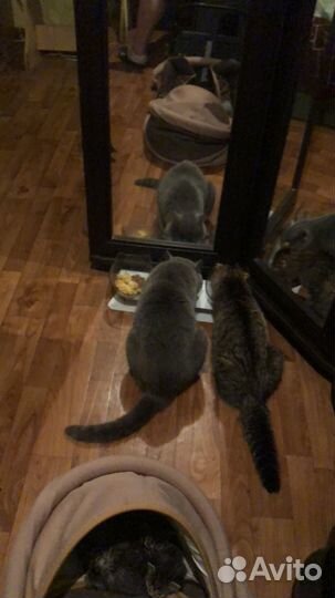 Котята шотландцы