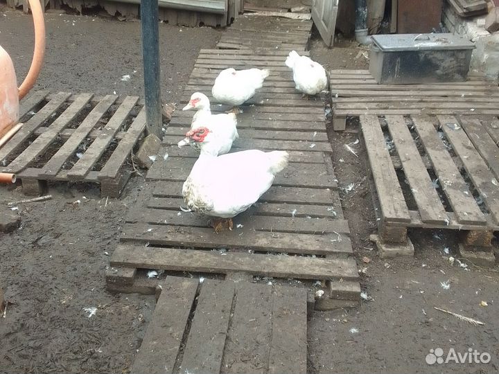 Семья мускусных уток 4+1