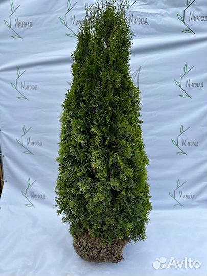 Туя смарагд 100-120 см