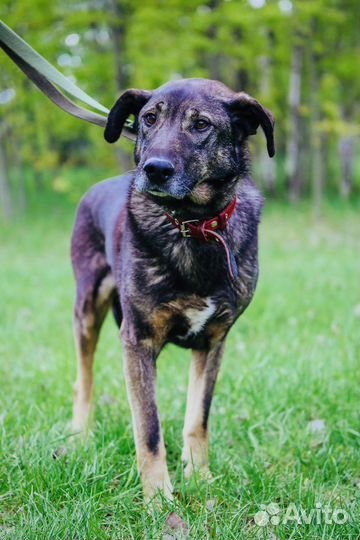 Пес из приюта