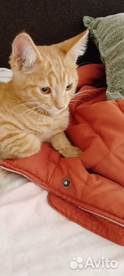 Рыжий котенок