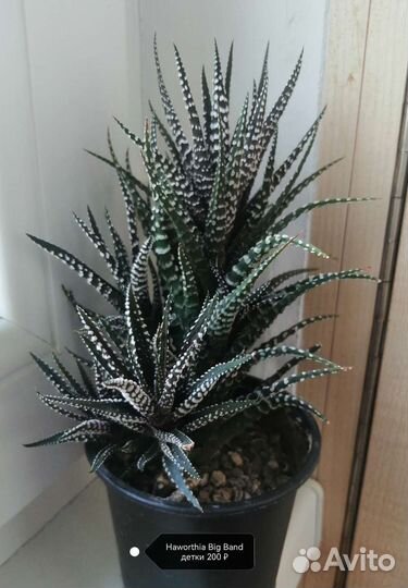 Суккуленты