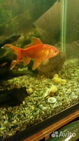 Комета. Карась красный