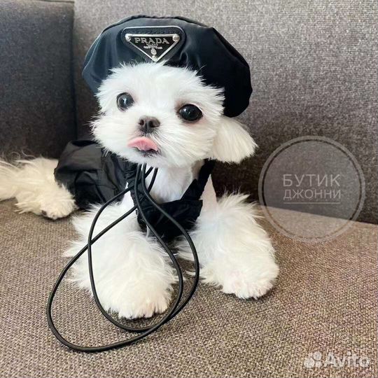 Шапочка для собак и кошек prada