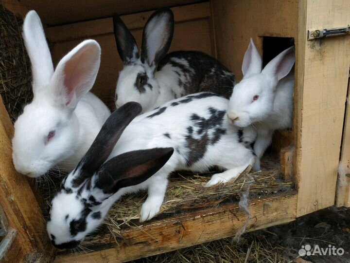 Кролики разных пород