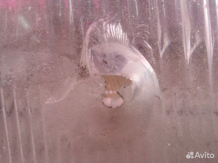 Фара передняя правая Seat Toledo 1 1997