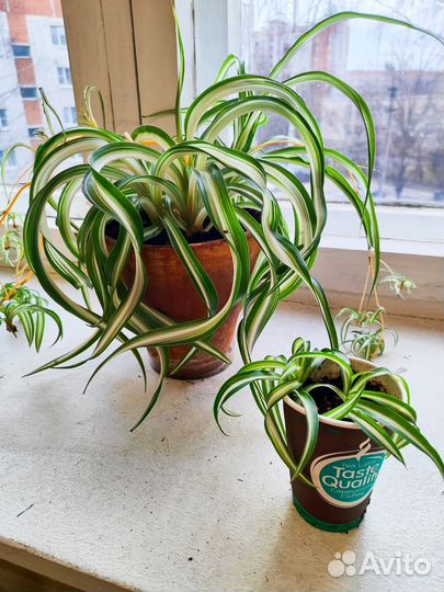 Золотой ус, спатифиллум, хлорофитум кудрявый