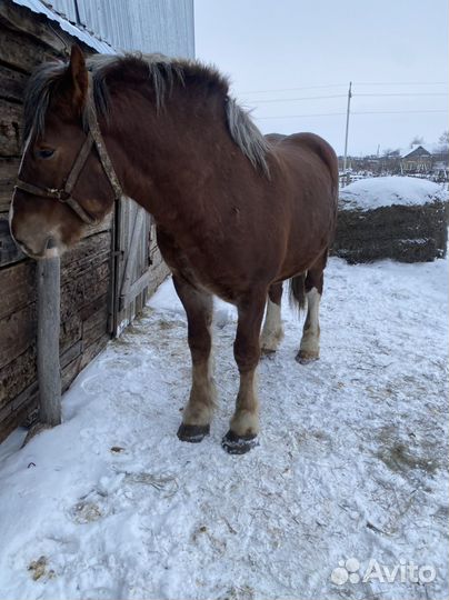 Продажа лошадь жеребец
