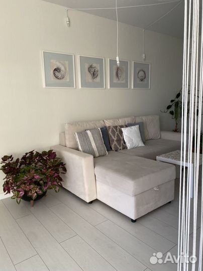 Колеусы в большом горшке