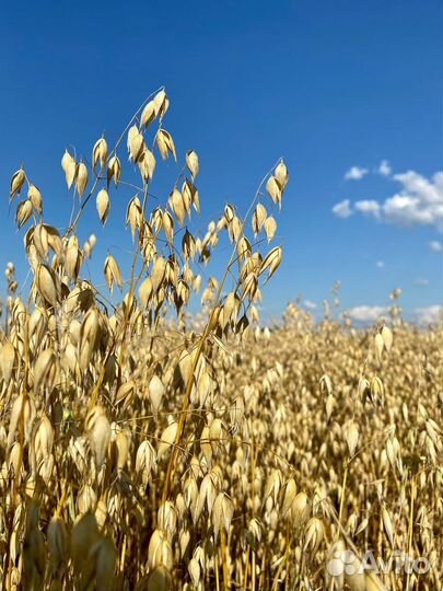 Семена пшеницы, фуражное зерно фгис Зерно