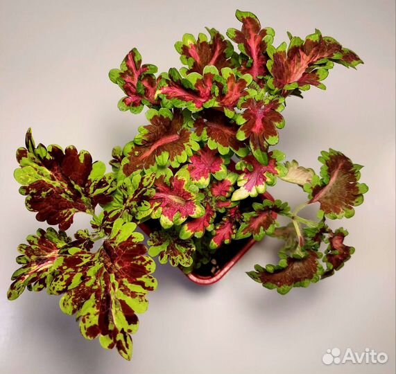 Колеусы вегетативные