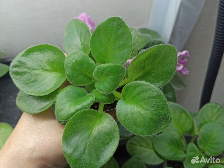 Фиалки химеры